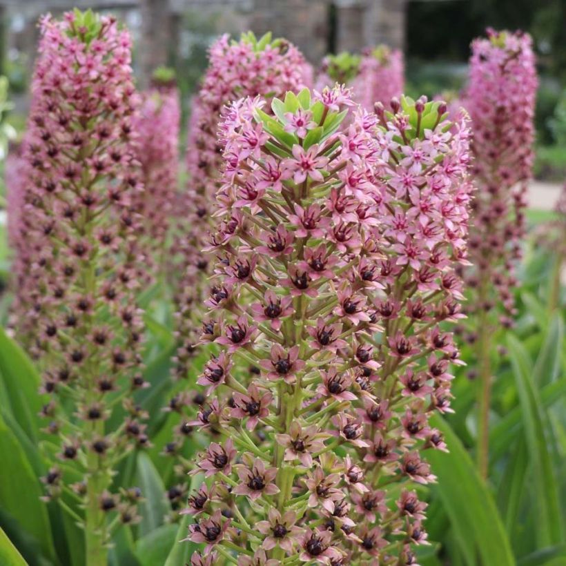 Eucomis comosa Pink Gin - Fleur ananas (Floraison)