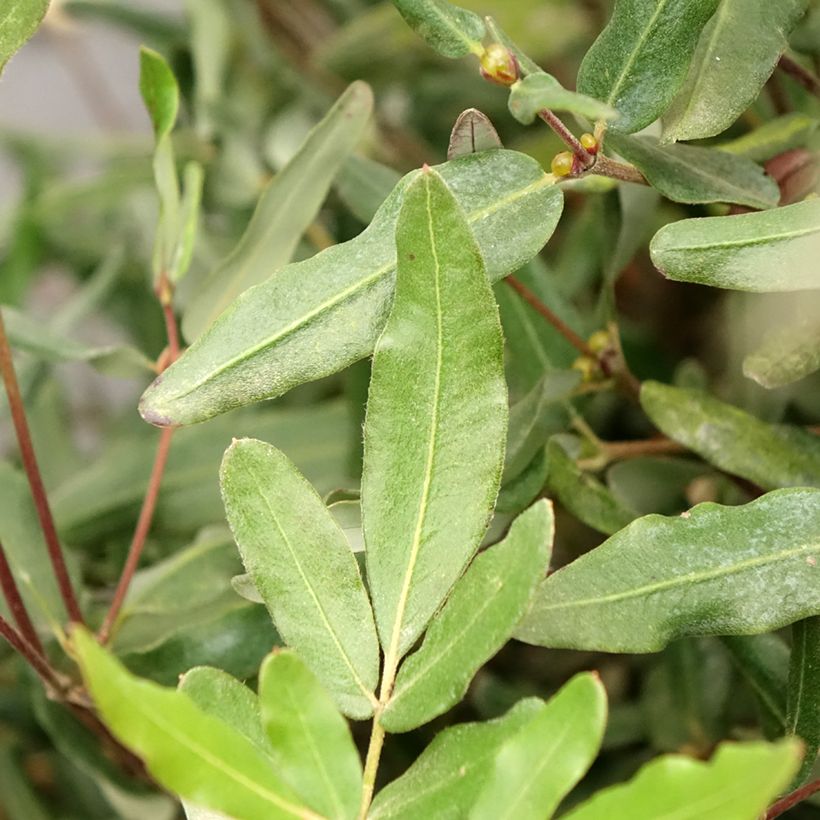 Eucryphia lucida Ballerina (Feuillage)