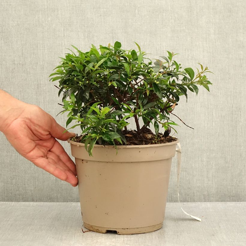 Spécimen de Eugenia myrtifolia Compacta - Myrte d'Australie Pot de 4L/5L tel que livré en été