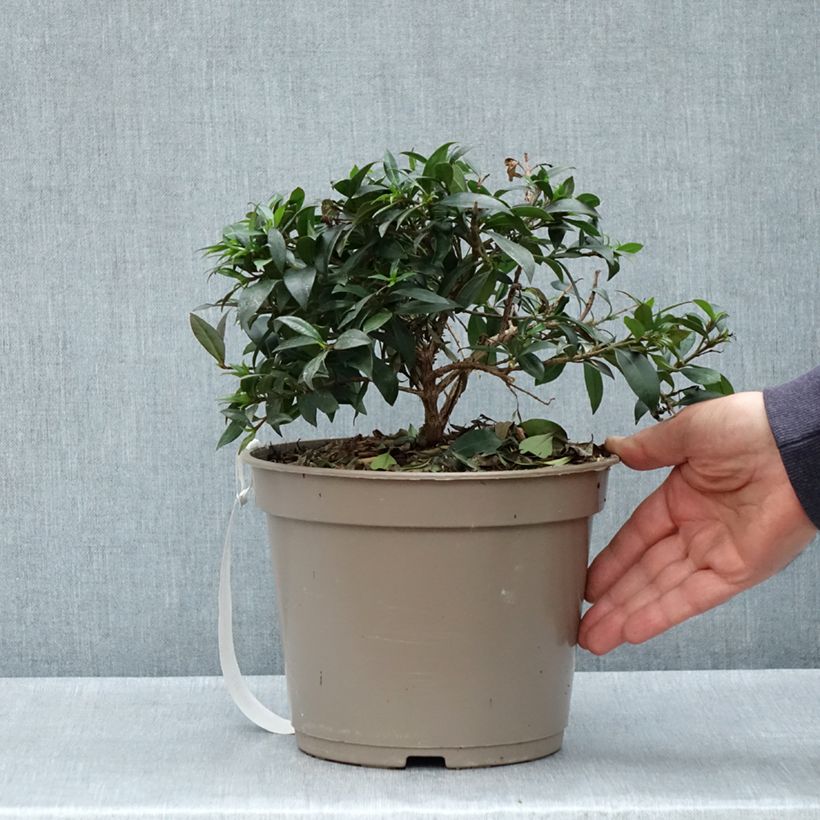 Spécimen de Eugenia myrtifolia Compacta - Myrte d'Australie - Pot de 4L/5L tel que livré au printemps