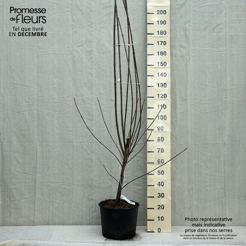 Spécimen de Euodia danielii - Arbre à miel Pot de 12L/15L, BaliveauHauteur livrée env. 150/200cm tel que livré en hiver
