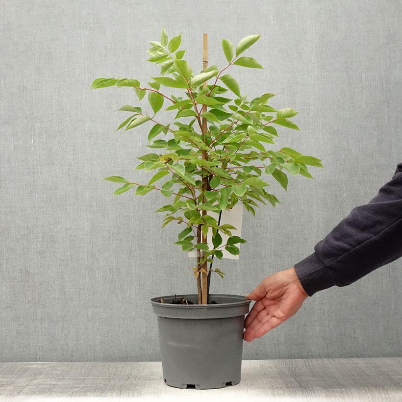 Spécimen de Euodia danielii - Arbre à miel Pot de 4L/5L tel que livré en été