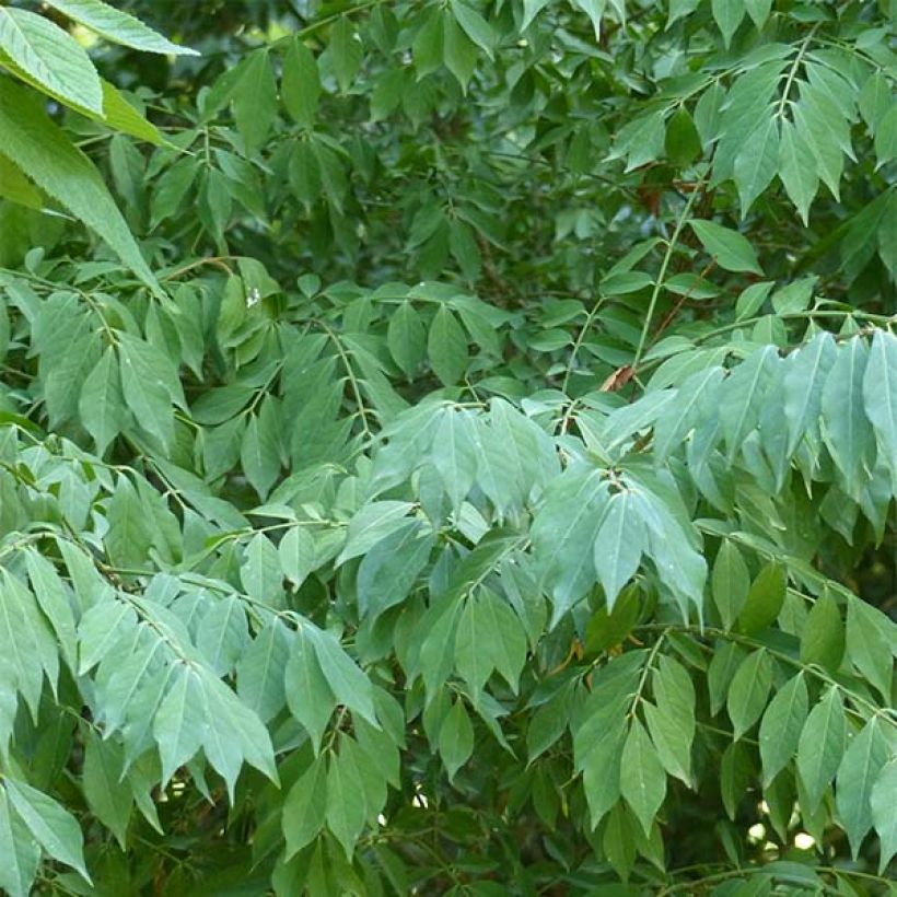 Euonymus alatus - Fusain ailé (Feuillage)