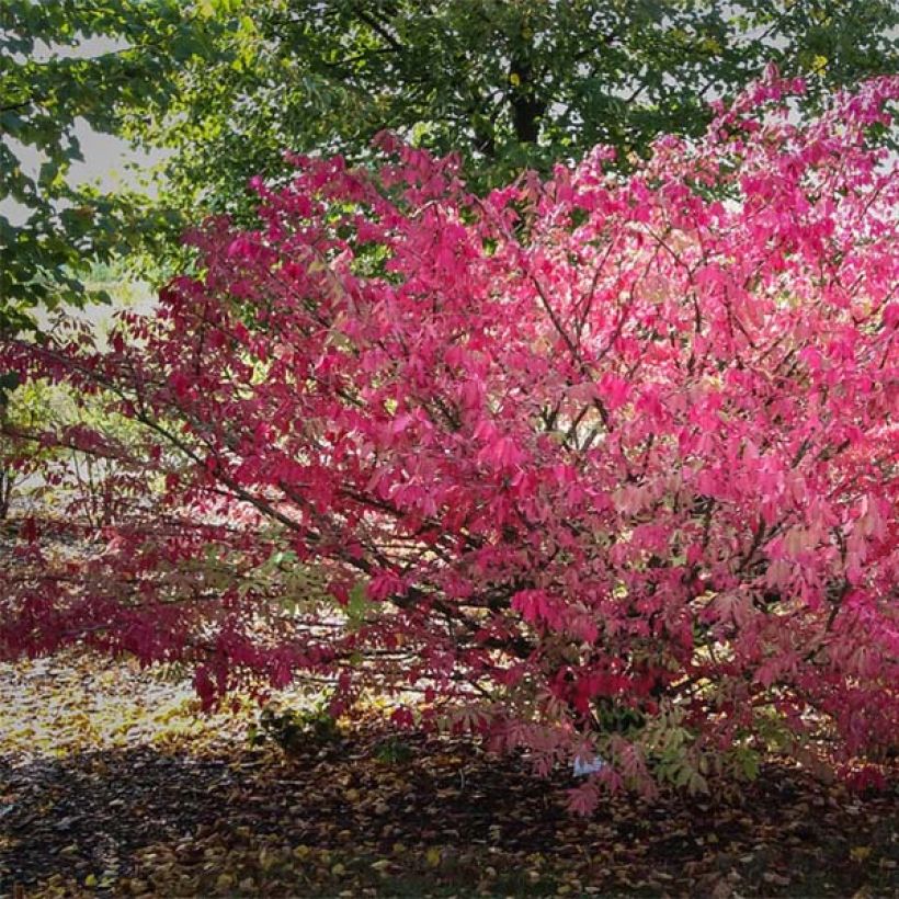 Euonymus alatus - Fusain ailé (Port)