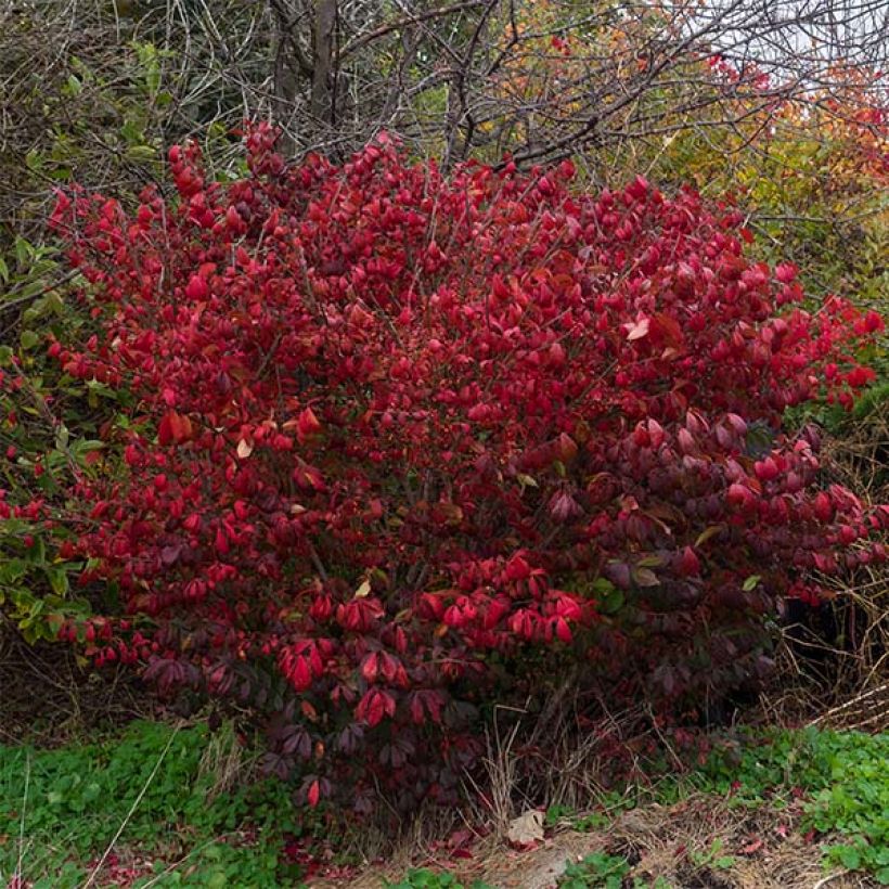 Euonymus alatus Compactus - Fusain ailé nain (Port)