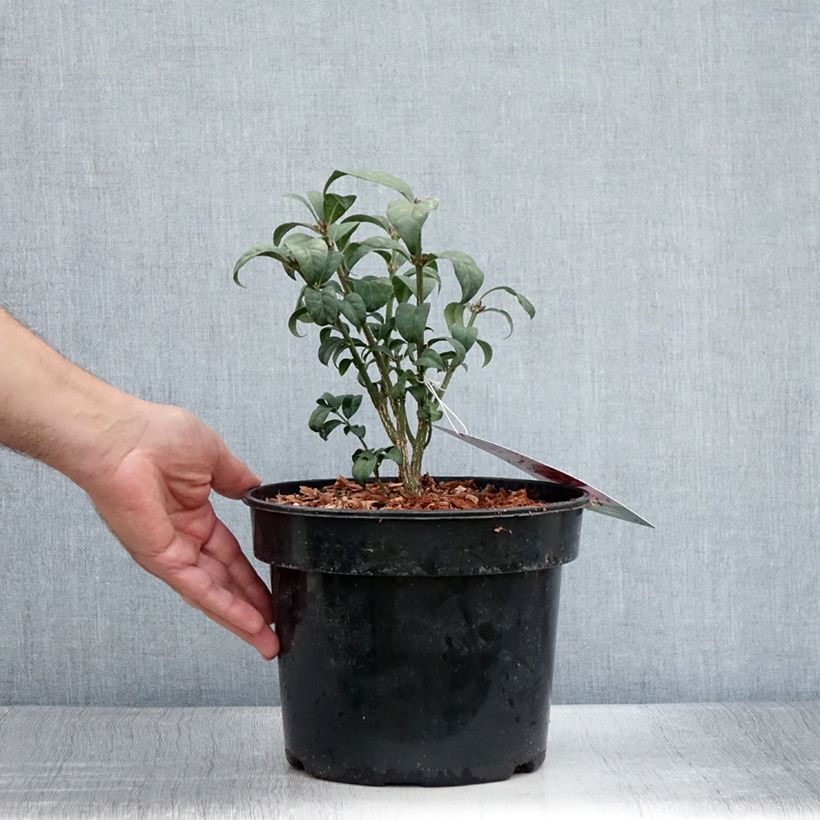 Spécimen de Euonymus alatus Compactus - Fusain ailé nain Pot de 4L/5L tel que livré en été