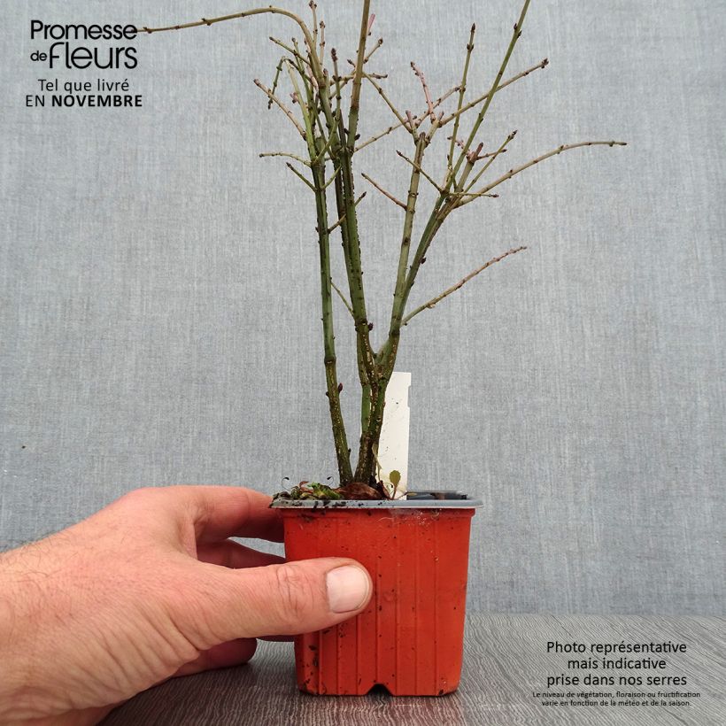 Spécimen de Euonymus alatus - Fusain ailé Godet de 8/9 cm tel que livré en automne