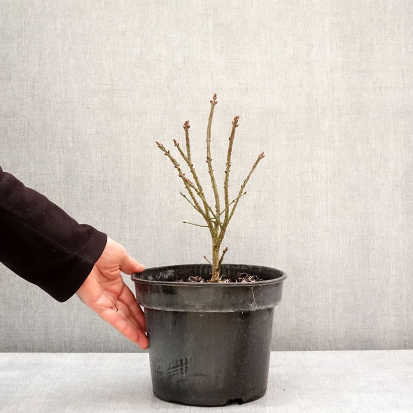 Spécimen de Euonymus alatus Fire Ball - Fusain ailé nain - Pot de 4L/5L tel que livré en hiver