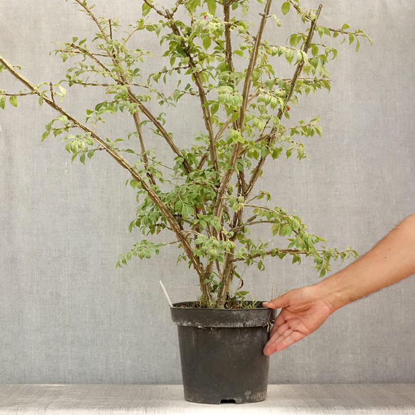 Spécimen de Euonymus alatus - Fusain ailé Pot de 7,5L/10L tel que livré en été
