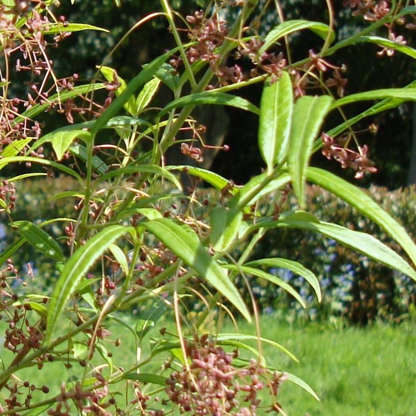 Euonymus clivicolus - Fusain (Feuillage)