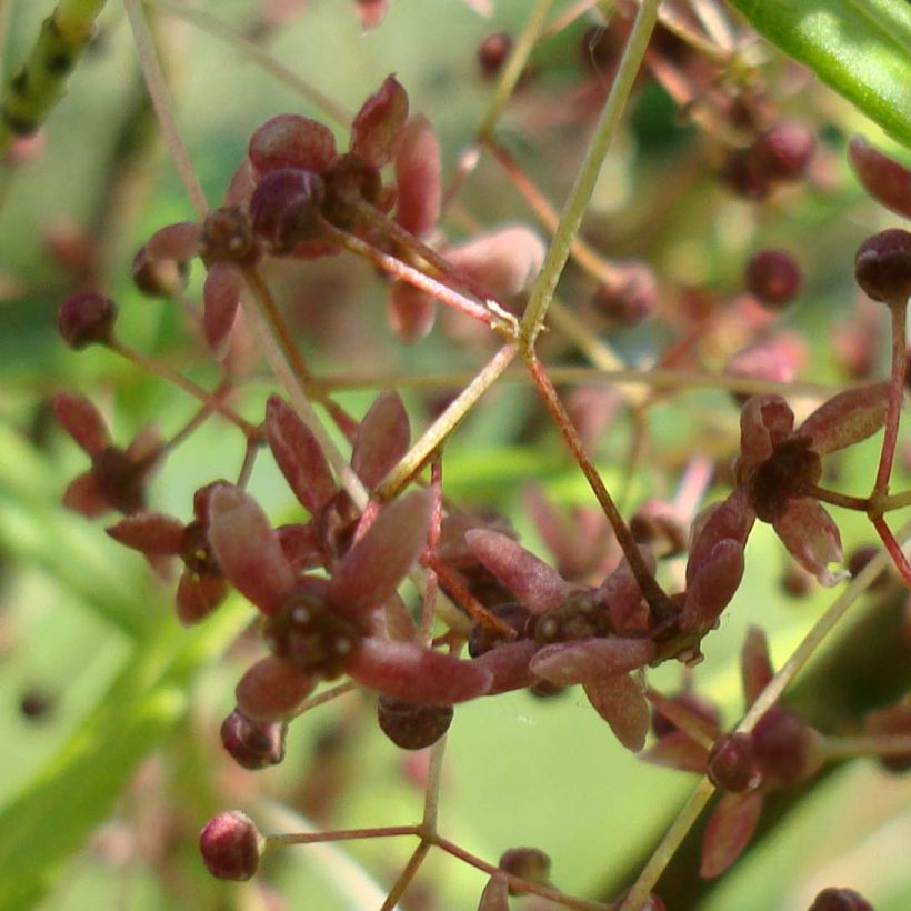 Euonymus clivicolus - Fusain (Floraison)