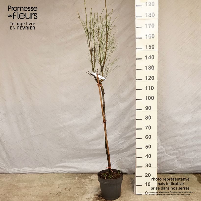 Spécimen de Euonymus clivicolus - Fusain Pot de 7,5L/10L, Tige de 90 cm tel que livré en hiver