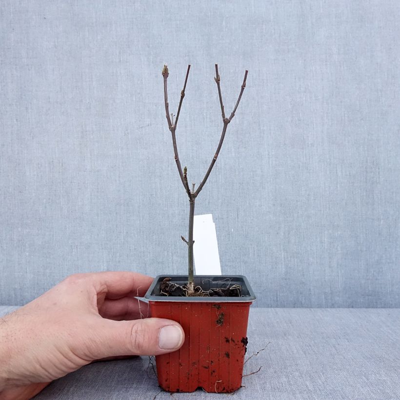 Spécimen de Euonymus europaeus Red Cascade - Fusain d'Europe Godet de 8/9 cm tel que livré en hiver