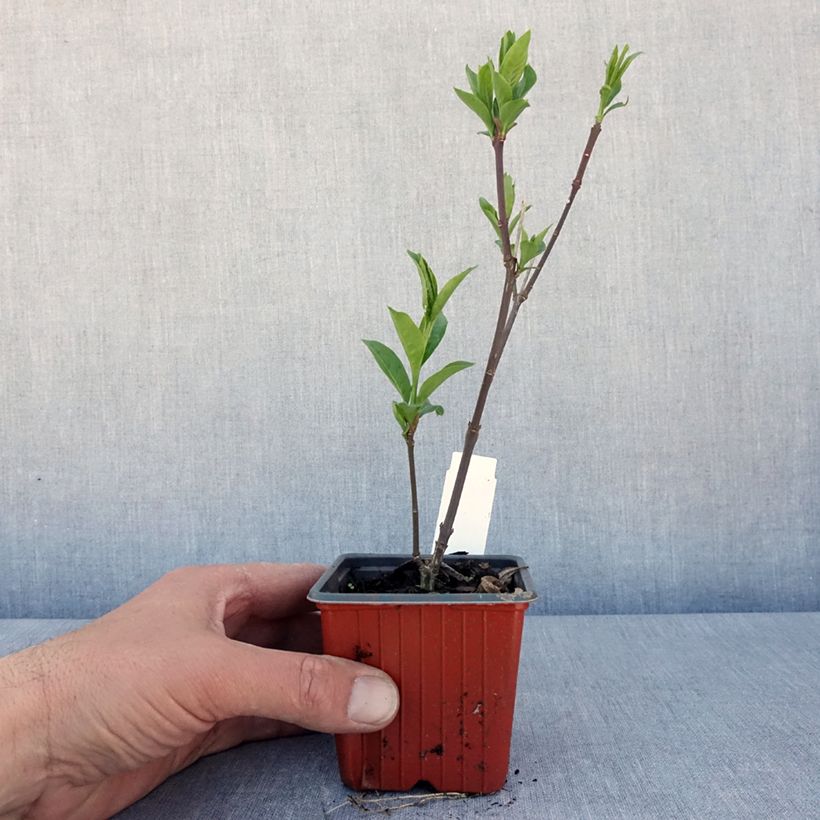 Spécimen de Euonymus europaeus Red Cascade - Fusain d'Europe en godet de 9cm  tel que livré au printemps