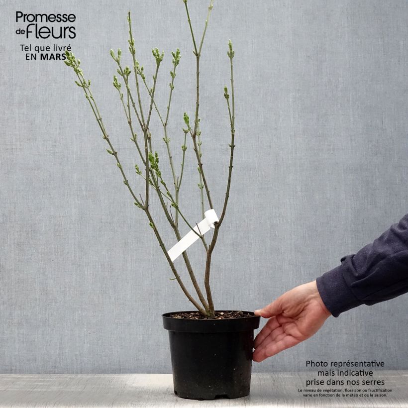 Spécimen de Euonymus europaeus Red Cascade - Fusain d'Europe en pot de 2L/3L tel que livré au printemps