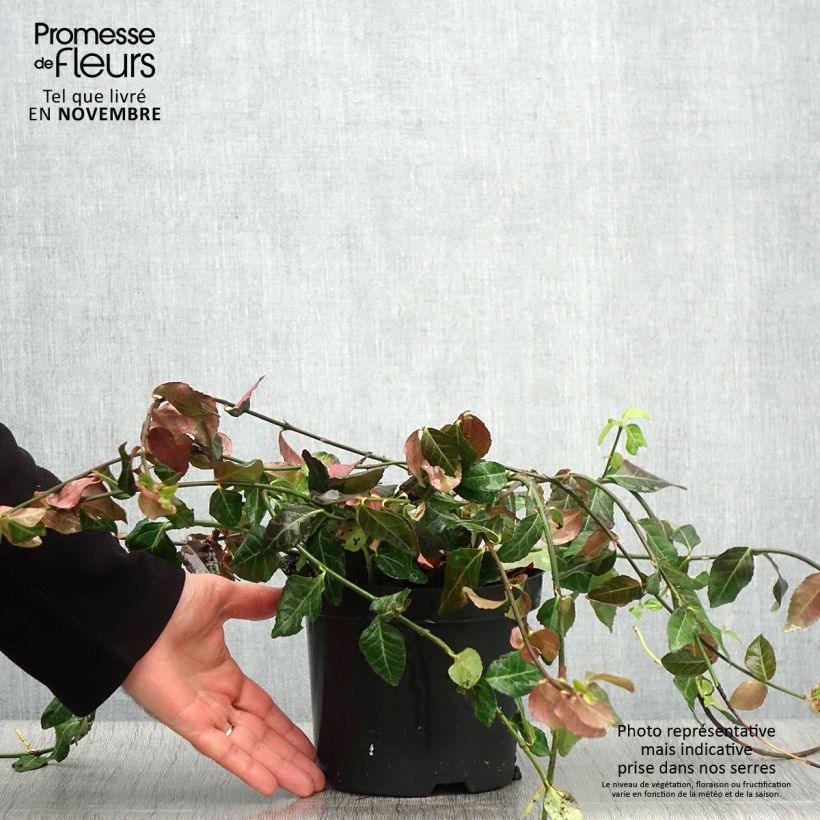 Spécimen de Euonymus fortunei Coloratus - Fusain rampant Pot de 1,5L/2L tel que livré en automne