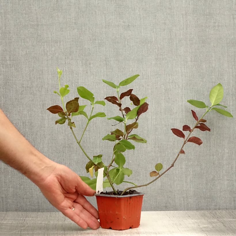 Spécimen de Euonymus fortunei Dart's Blanket - Fusain rampant Godet de 8/9 cm tel que livré en été