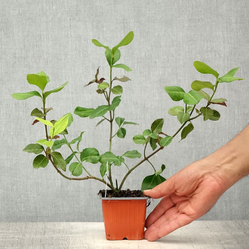 Spécimen de Euonymus fortunei Dart's Blanket - Fusain rampant Goget de 9 tel que livré au printemps