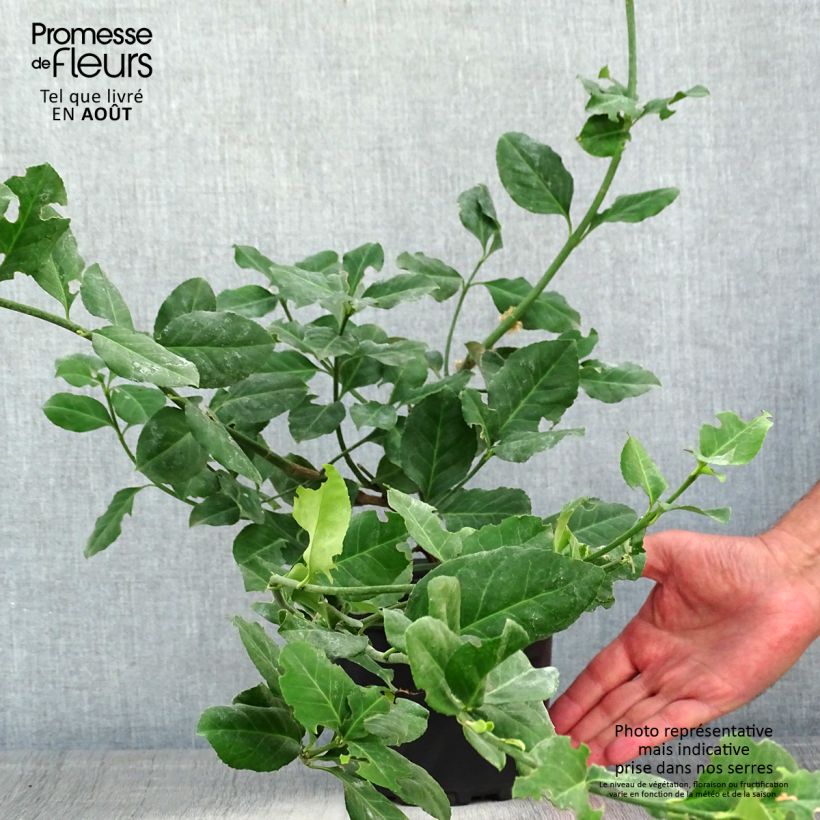 Spécimen de Euonymus fortunei Dart's Blanket - Fusain rampant Pot de 2L/3L tel que livré en été