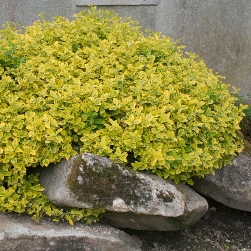 Euonymus fortunei Emerald 'n gold - Fusain (Port)