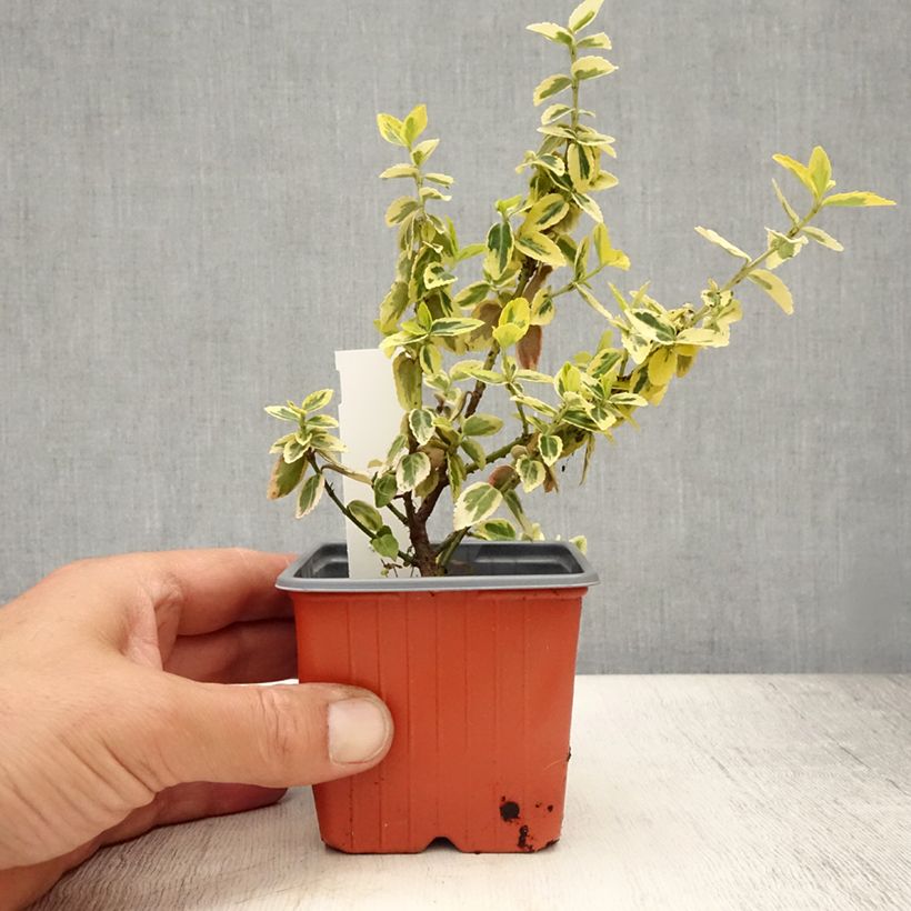 Spécimen de Euonymus fortunei Emerald 'n gold - Fusain Godet de 8/9 cm tel que livré en été