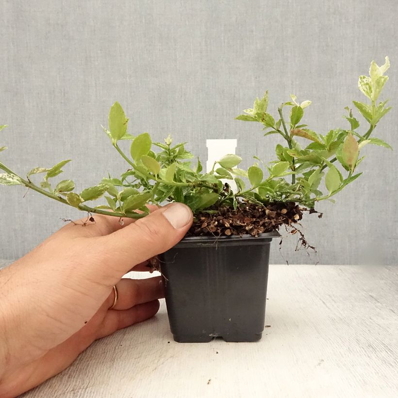 Spécimen de Euonymus fortunei Harlequin - Fusain persistant panaché Godet de 8/9 cm tel que livré en été