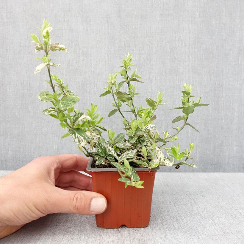 Spécimen de Euonymus fortunei Harlequin - Fusain persistant panaché - Godet de 8/9 cm tel que livré au printemps