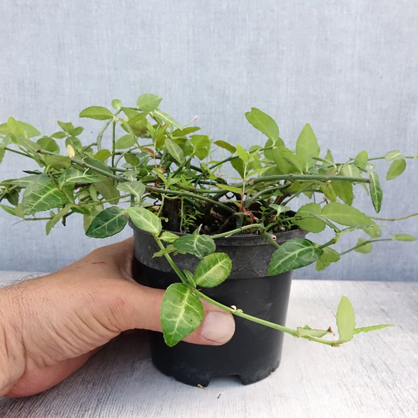 Spécimen de Euonymus fortunei Radicans - Fusain rampant Pot de 1L/1,5L tel que livré en été