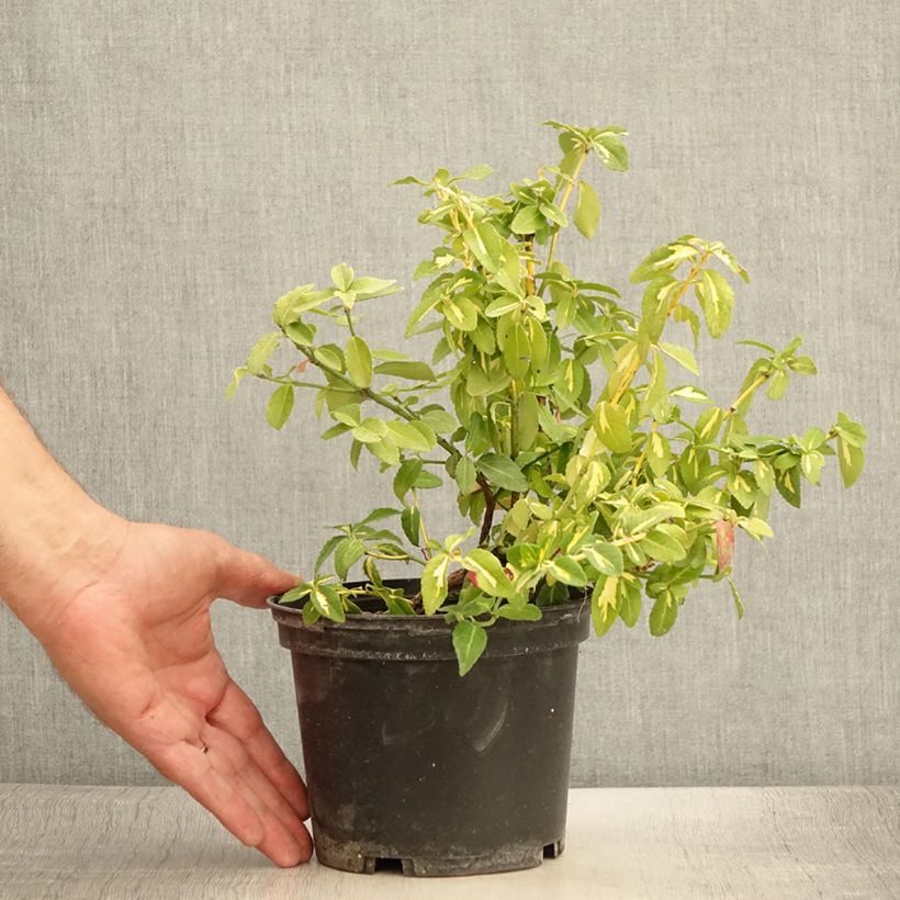 Spécimen de Euonymus fortunei  Sunspot - Fusain persistant Pot de 2L/3L tel que livré en été