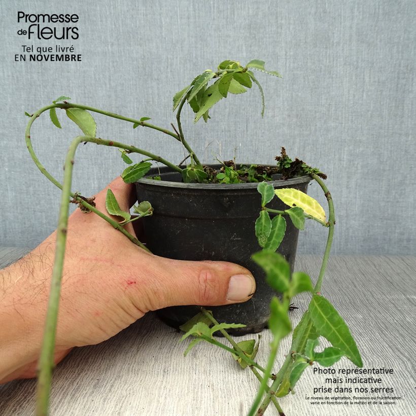 Spécimen de Euonymus fortunei Tustin - Fusain nain persistant. Pot de 1L/1,5L tel que livré en automne