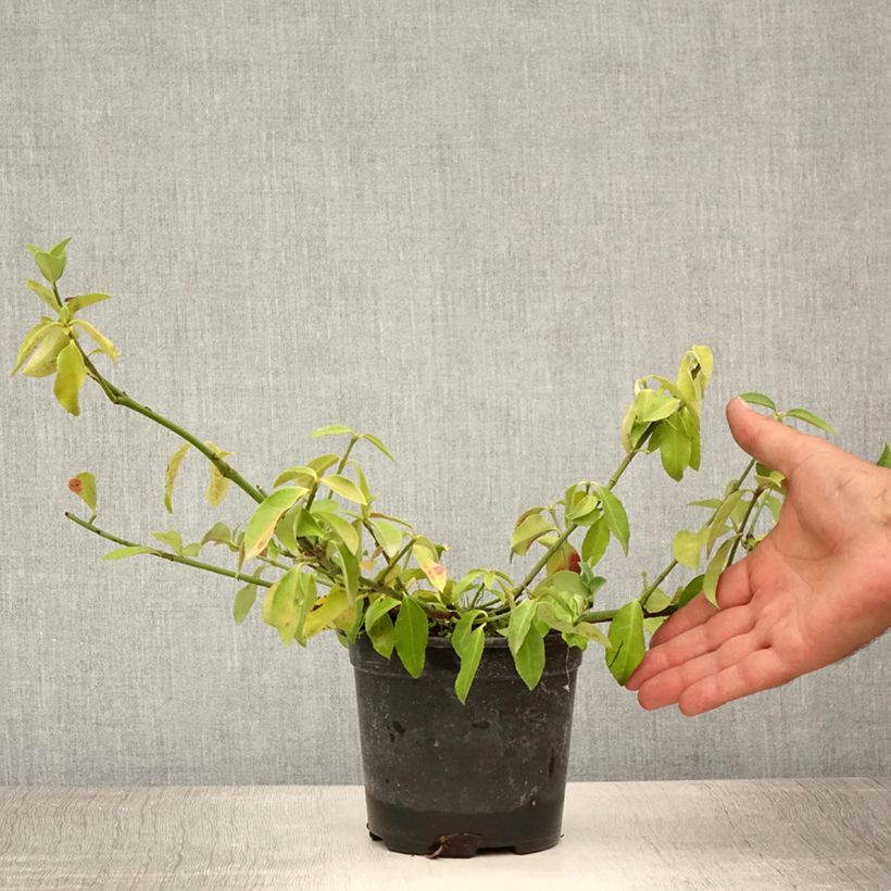 Spécimen de Euonymus fortunei Tustin - Fusain nain persistant. Pot de 1L/1,5L tel que livré en été