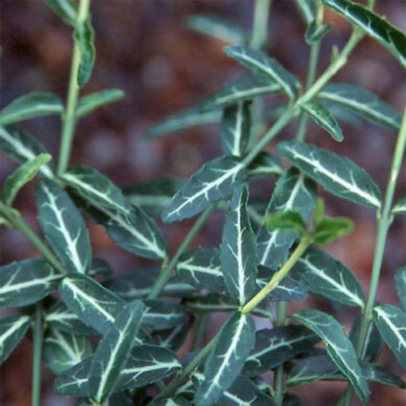 Euonymus fortunei Wolong Ghost - Fusain rampant (Feuillage)