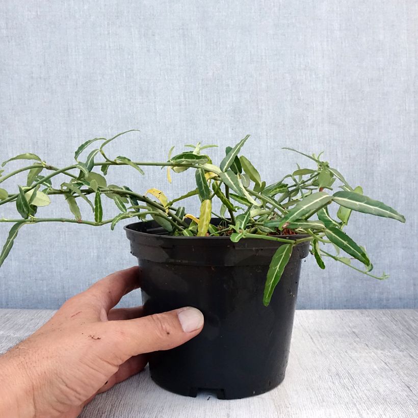 Spécimen de Euonymus fortunei Wolong Ghost - Fusain rampant Pot de 2L/3L tel que livré en été