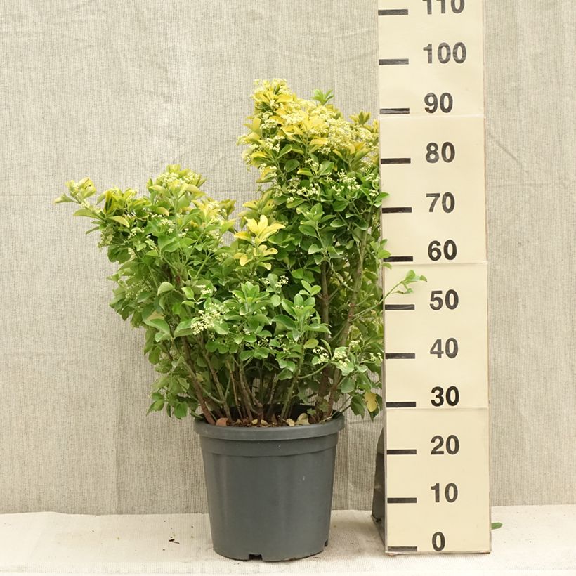 Spécimen de Euonymus japonicus Aureus - Fusain du Japon Pot de 7,5L/10L tel que livré en été