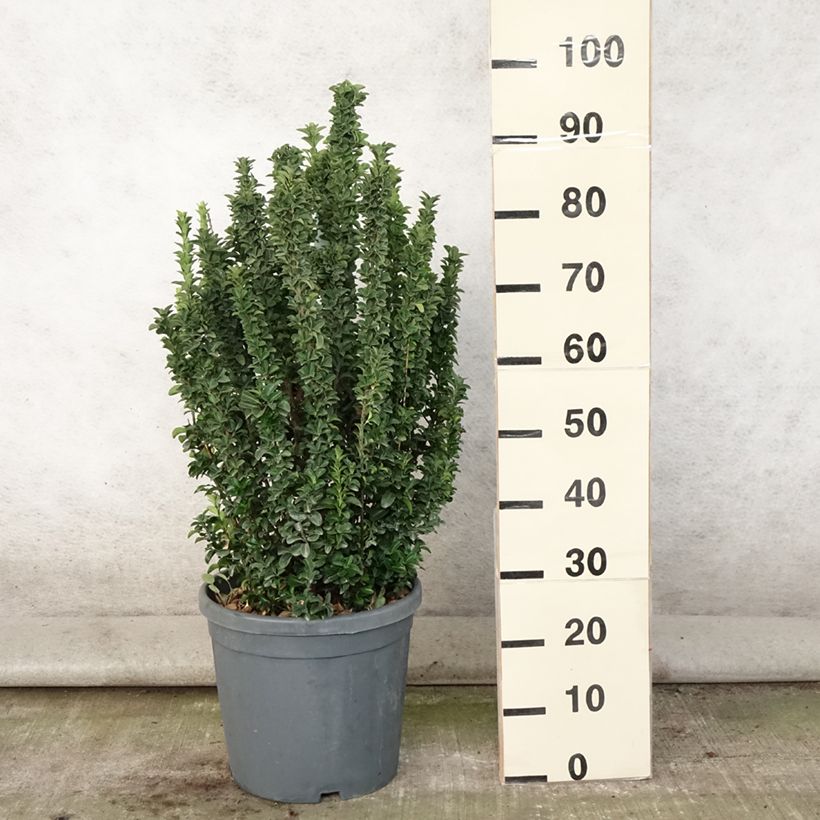 Spécimen de Euonymus japonicus Benkomasaki (Erecta) Pot de 7,5L/10L tel que livré en été
