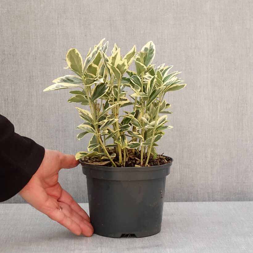 Spécimen de Euonymus japonicus Bravo - Fusain du Japon Pot de 2L/3L tel que livré en hiver
