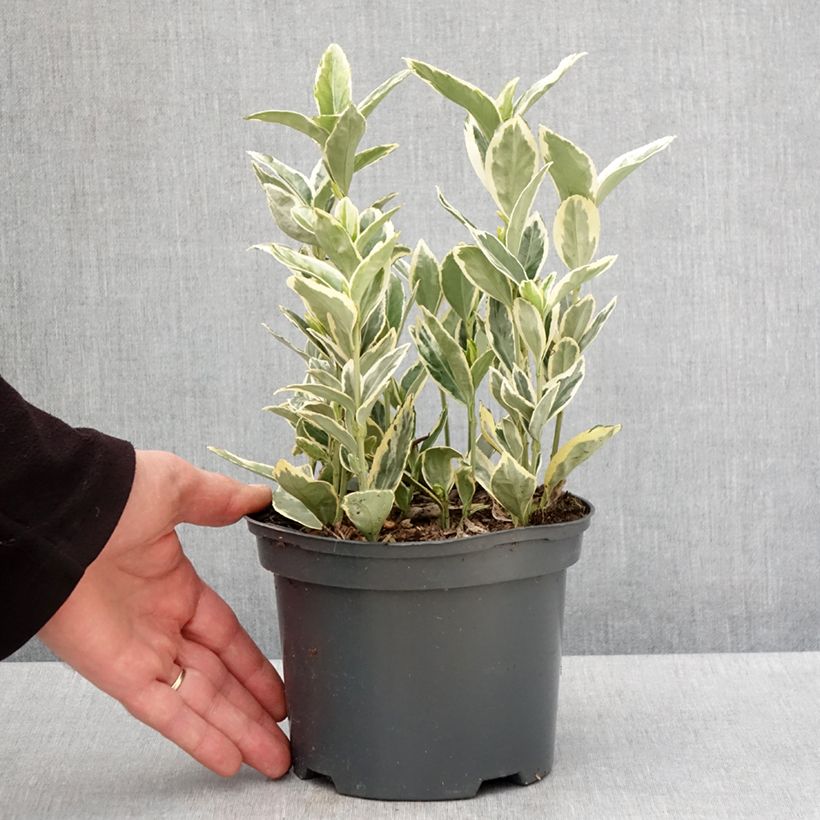 Spécimen de Euonymus japonicus Bravo - Fusain du Japon en pot de 2L/3L tel que livré au printemps