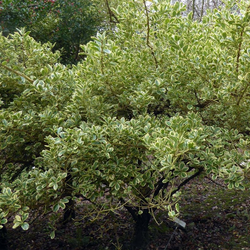 Fusain du Japon - Euonymus japonicus Duc d'Anjou (Port)