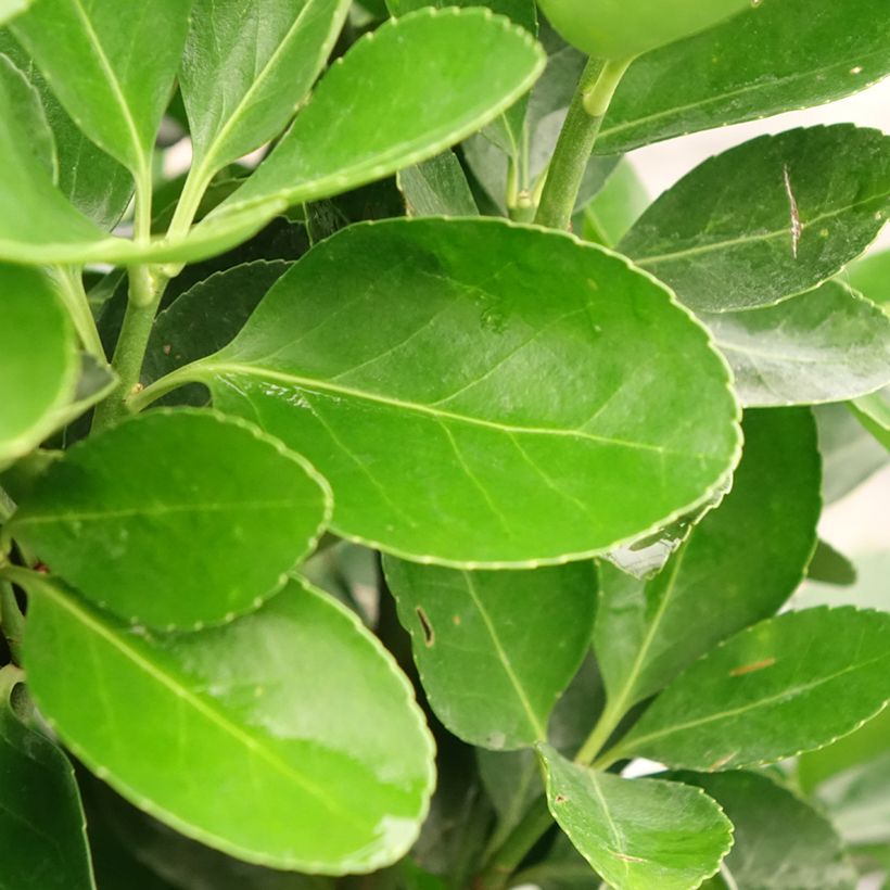 Euonymus japonicus - Fusain du Japon (Feuillage)