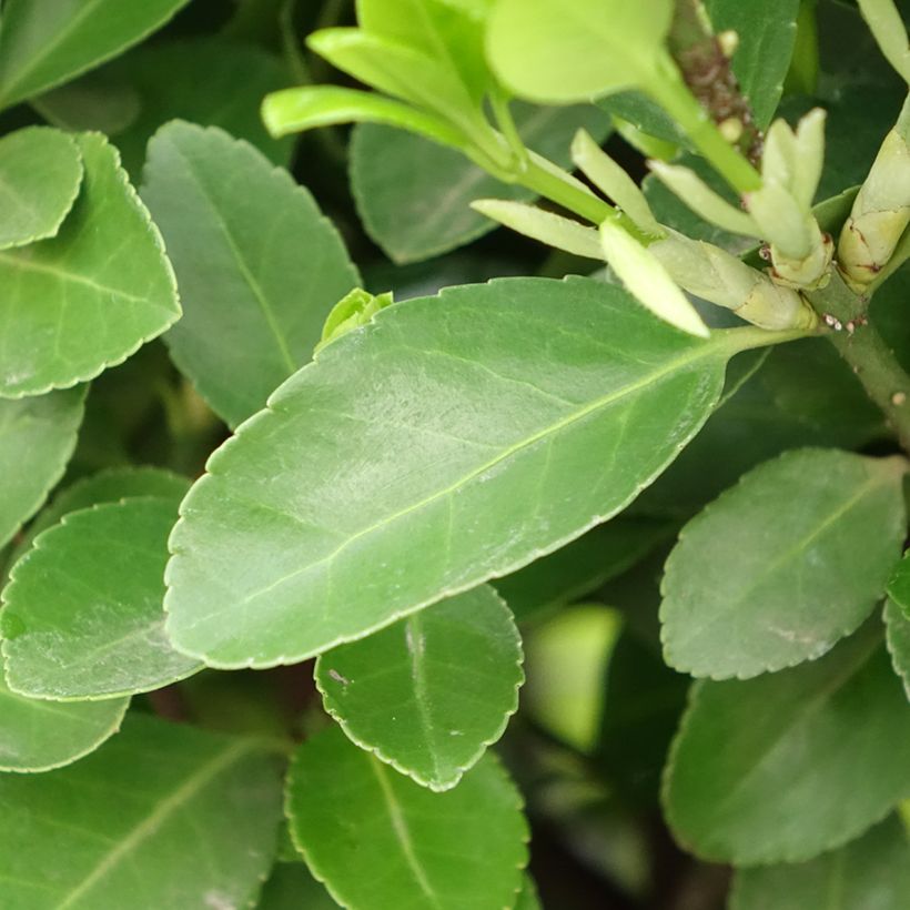Euonymus japonicus - Fusain du Japon (Feuillage)
