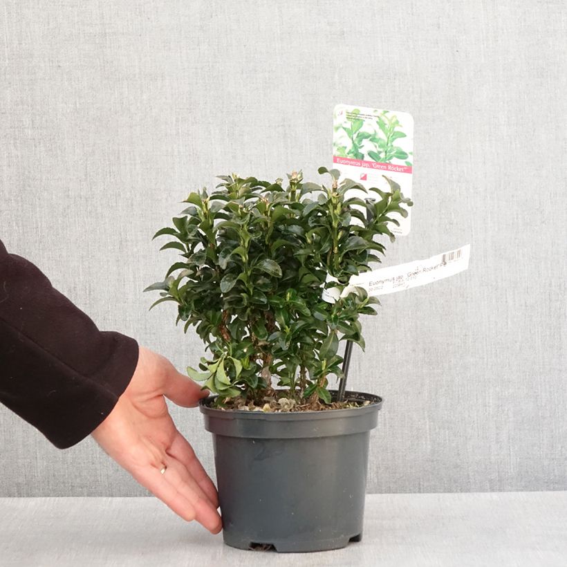 Spécimen de Euonymus japonicus Green Rocket - Fusain du Japon érigé Pot de 2L/3LHauteur livrée env. 20/25cm tel que livré en hiver