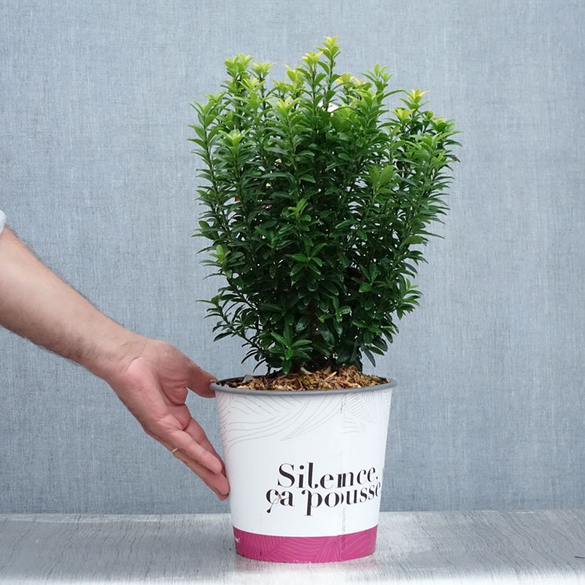 Spécimen de Euonymus japonicus Happiness - Fusain du Japon Pot de 4L/5L tel que livré en été