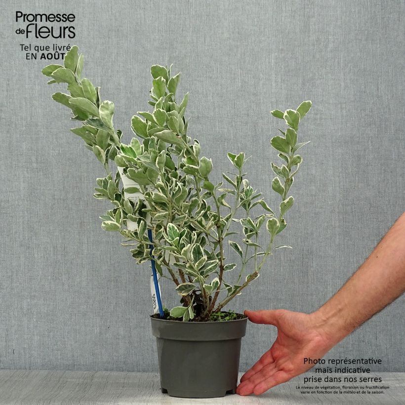 Spécimen de Euonymus japonicus Kathy - Fusain du Japon Pot de 2L/3L tel que livré en été