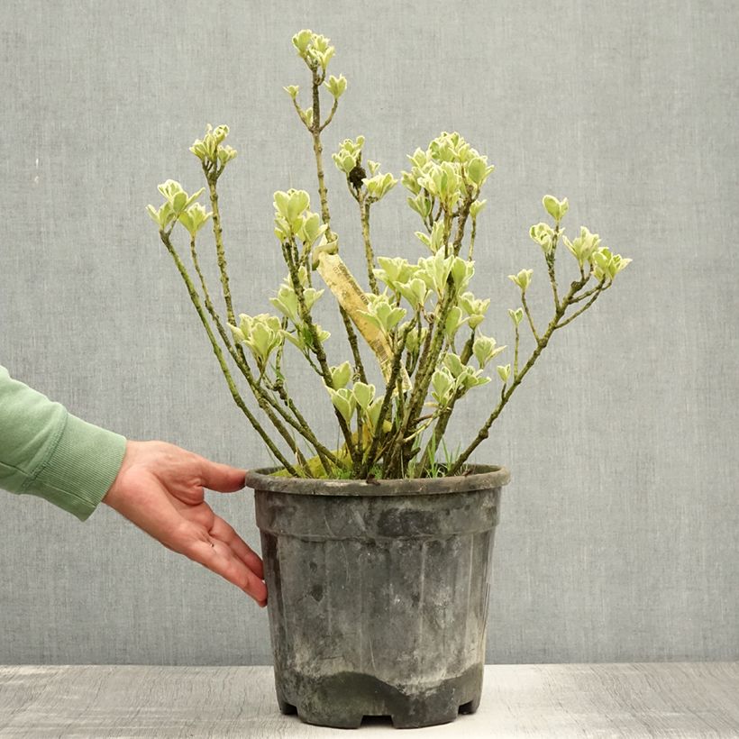 Spécimen de Euonymus japonicus Kathy - Fusain du Japon Pot de 7,5L/10L tel que livré en été
