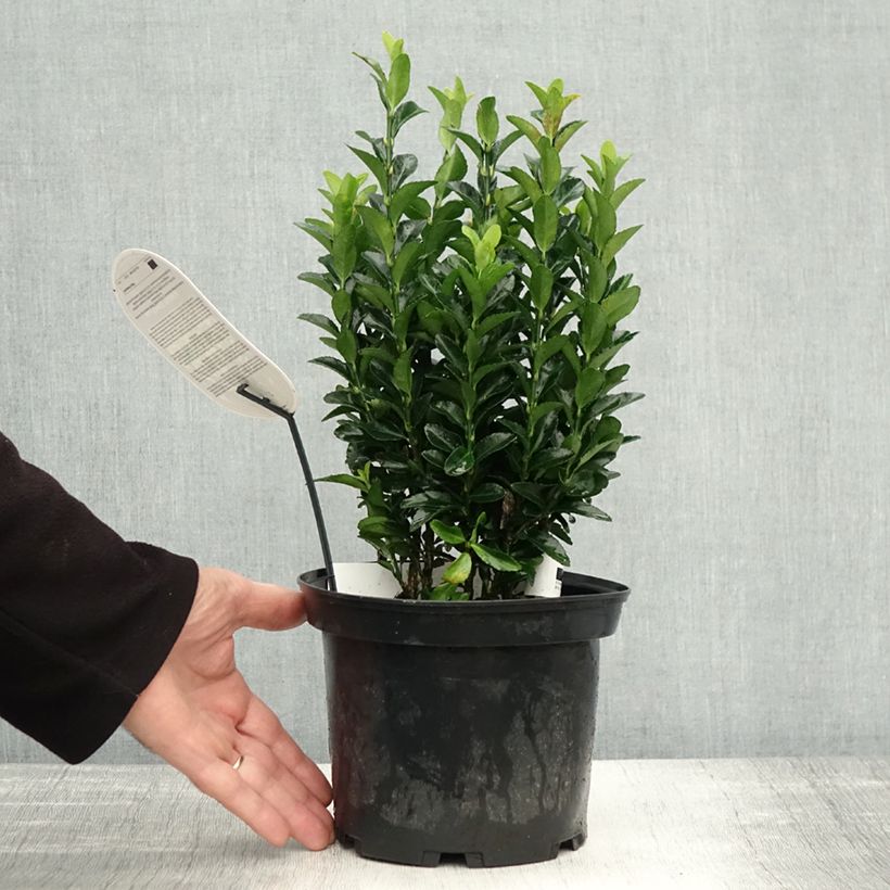 Spécimen de Euonymus japonicus Paloma Blanca - Fusain du Japon Pot de 3L/4L tel que livré en automne