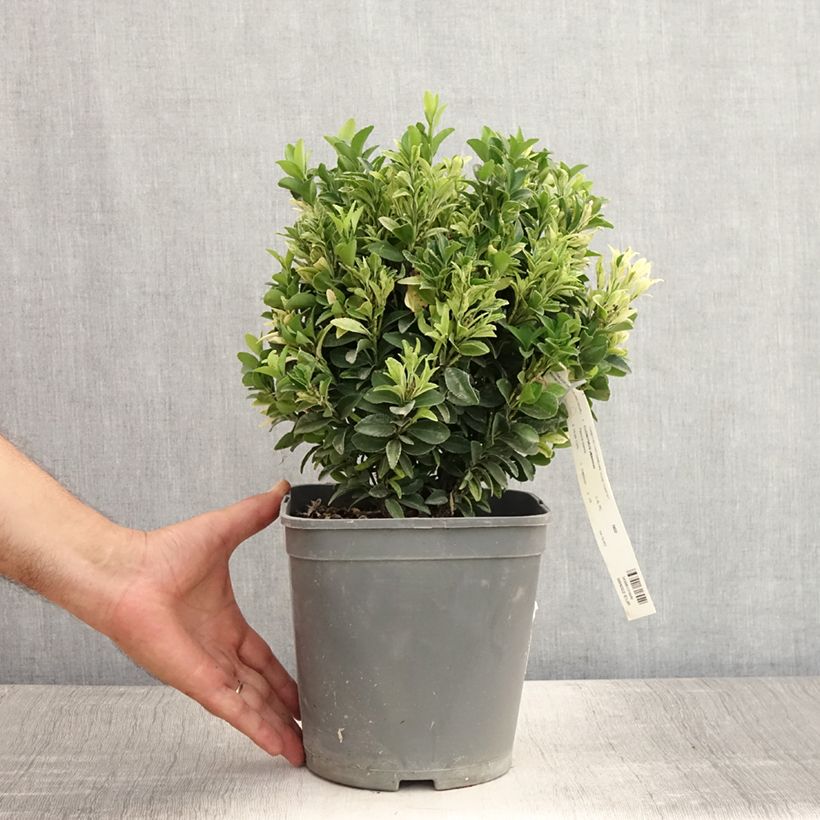 Spécimen de Euonymus japonicus Paloma Blanca - Fusain du Japon Pot de 3L/4L tel que livré en été