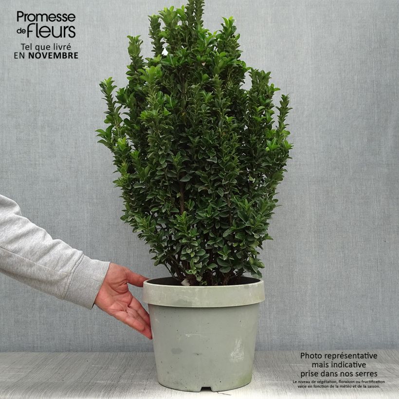 Spécimen de Euonymus japonicus Paloma Blanca - Fusain du Japon Pot de 7,5L/10L tel que livré en automne