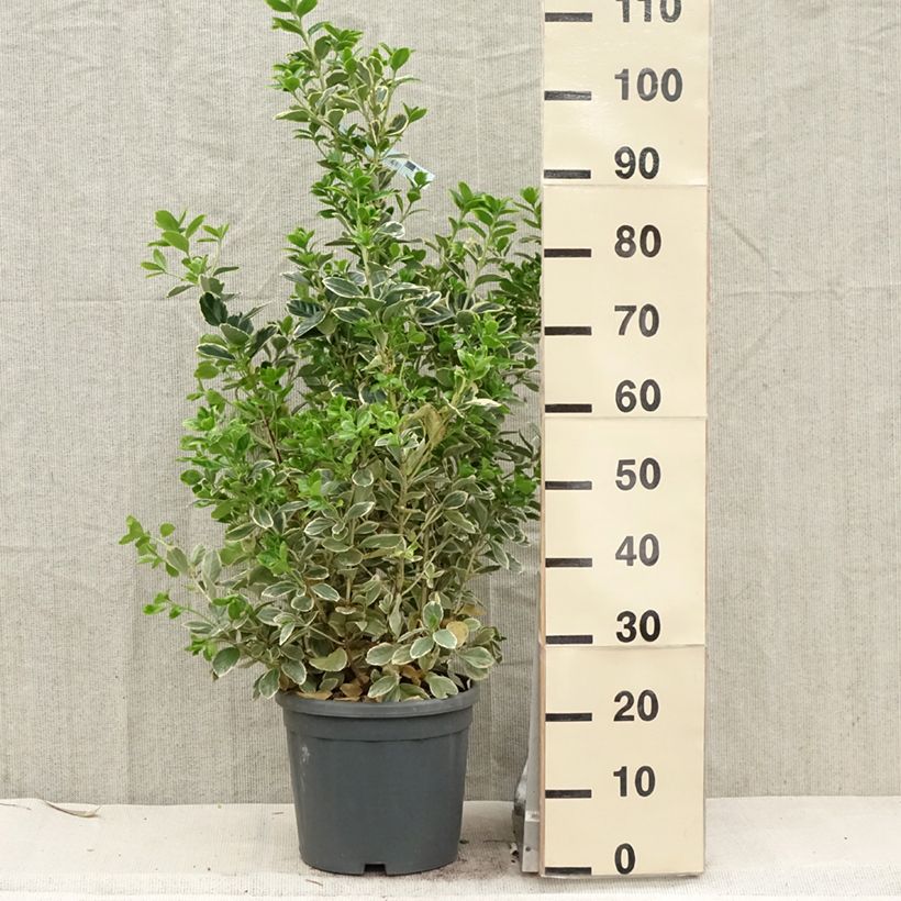 Spécimen de Euonymus japonicus Président Gauthier - Fusain du Japon en pot de 7.5/10L tel que livré au printemps