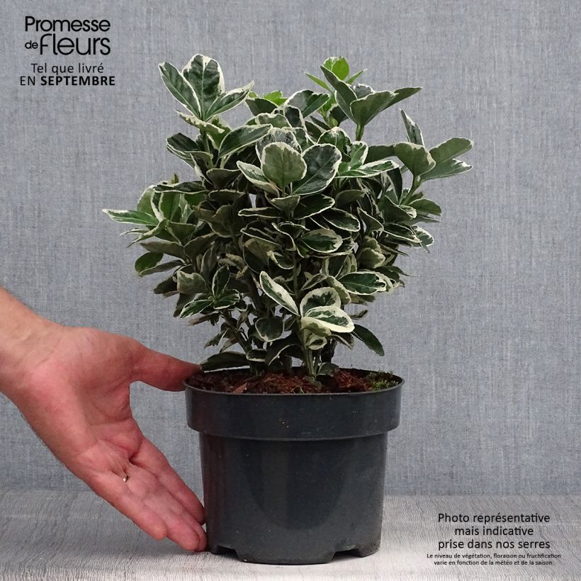 Spécimen de Euonymus japonicus Suzanne - Fusain du Japon Pot de 2L/3L tel que livré en automne