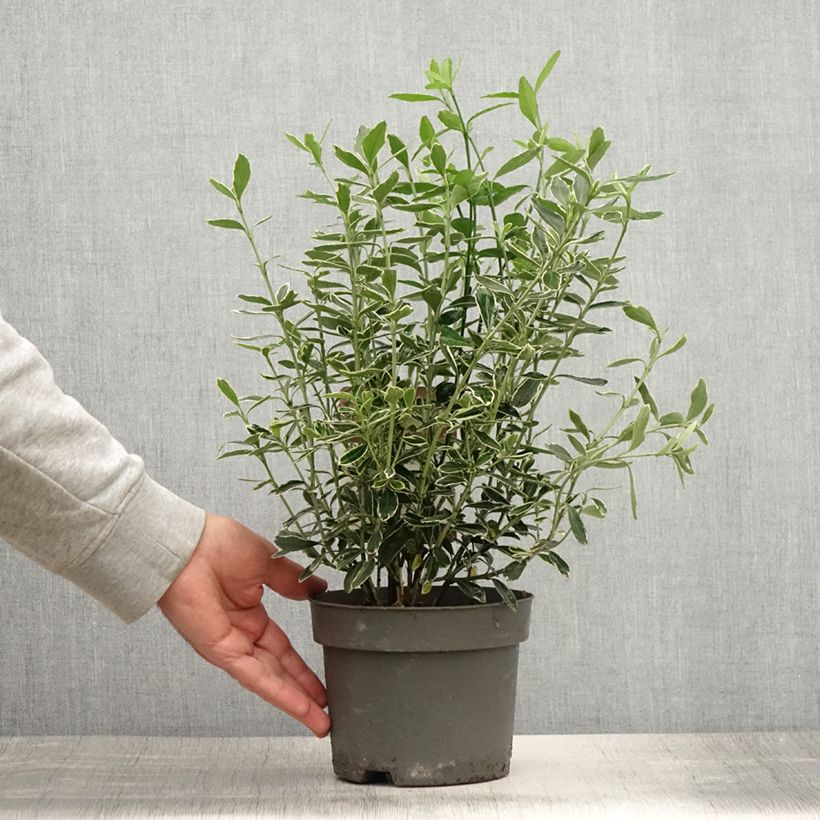 Spécimen de Euonymus japonicus Suzanne - Fusain du Japon Pot de 2L/3L tel que livré en été